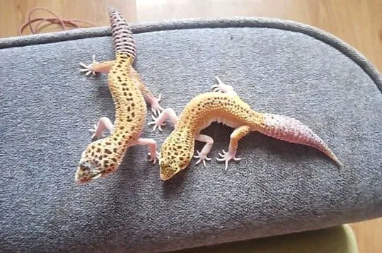 Sprzedam terrarium wraz z gekonami, Dolnośląskie, Szczytna