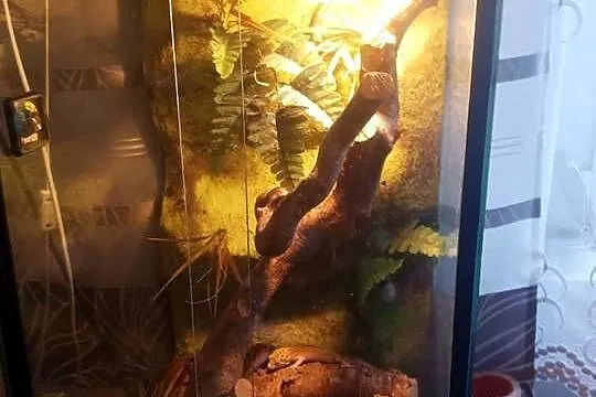 Sprzedam terrarium wraz z gekonami, Dolnośląskie, Szczytna