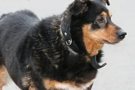 Piękny psiak Picuś szuka chaty!,  wielkopolskie Po