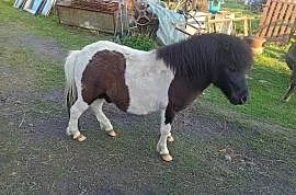 Sprzedam kucyki