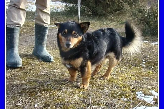 5 kg ,szpic mix SERDUŚ,przytulaśny,wyjatkowo sympa