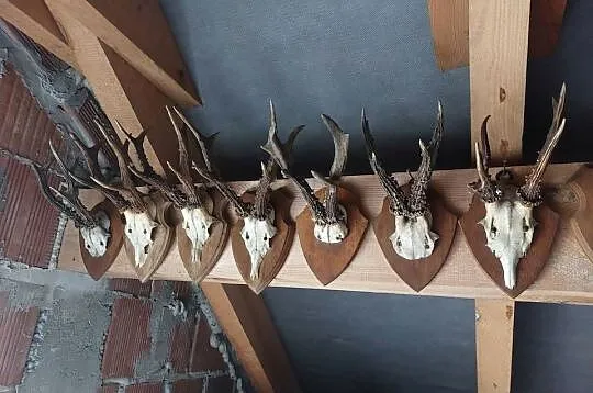 Porostki rogacza, Podkarpackie, Sędziszów Małopolski