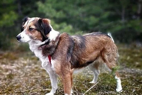 KOLACZKA1.8mies.młodziutka,mała,łagodna,kochajaca ludzi suczka.ADOPCJA, Mazowieckie, Warszawa