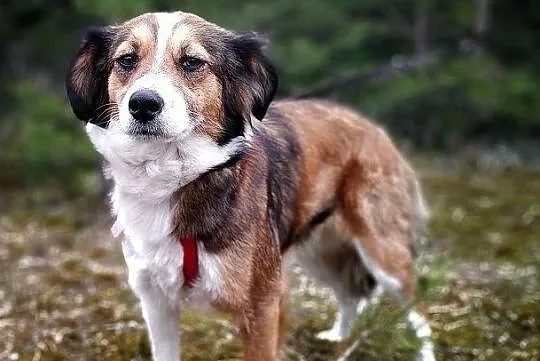 KOLACZKA1.8mies.młodziutka,mała,łagodna,kochajaca ludzi suczka.ADOPCJA, Mazowieckie, Warszawa