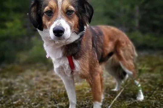 KOLACZKA1.8mies.młodziutka,mała,łagodna,kochajaca ludzi suczka.ADOPCJA, Mazowieckie, Warszawa