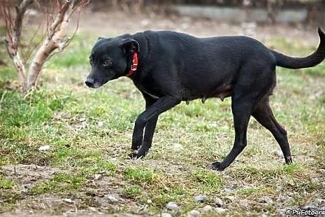 Tina, dwuletnia łagodna sunia,  mazowieckie Warsza