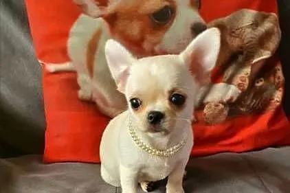 Chihuahua śliczny piesek biało kremowy