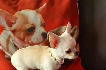 Chihuahua śliczny piesek biało kremowy, Śląskie, Częstochowa
