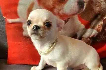 Chihuahua śliczny piesek biało kremowy, Śląskie, Częstochowa