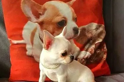 Chihuahua śliczny piesek biało kremowy, Śląskie, Częstochowa