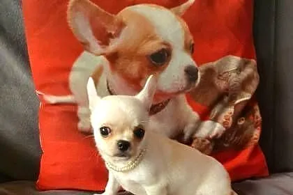 Chihuahua śliczny piesek biało kremowy, Śląskie, Częstochowa