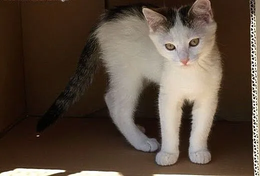 Takie cudo do adopcji, śląskie Gliwice
