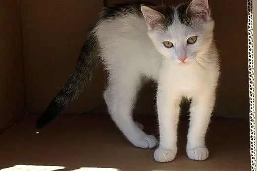 Takie cudo do adopcji,  śląskie Gliwice