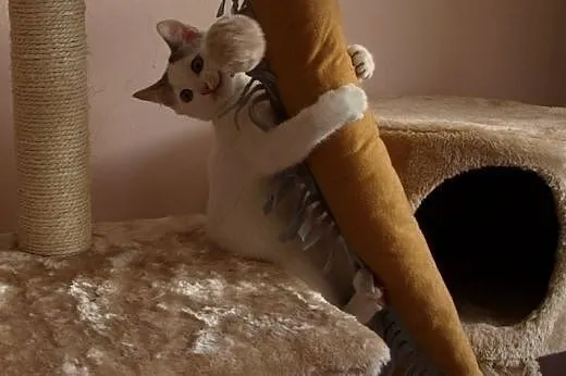 Takie cudo do adopcji,  śląskie Gliwice