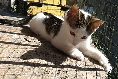 Takie cudo do adopcji,  śląskie Gliwice