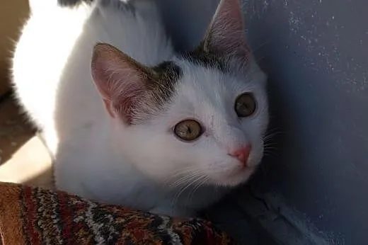 Takie cudo do adopcji,  śląskie Gliwice