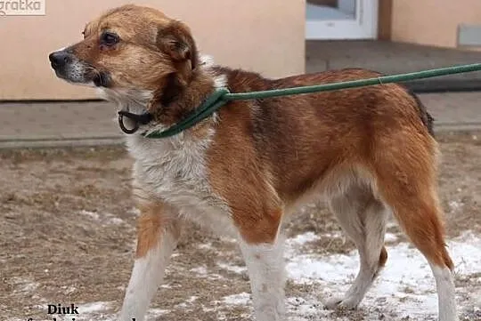 Diuk - młody , miły psiak, Mazowieckie, Nowy Dwór Mazowiecki