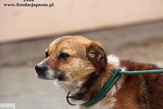 Diuk - młody , miły psiak, Mazowieckie, Nowy Dwór Mazowiecki