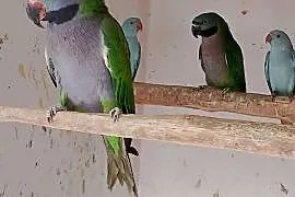 Sprzedam papugi
