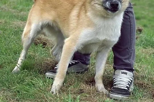 NIKOŚ :) Taki psiak, co uśmiechniętą mordkę ma :)