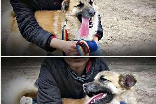 NIKOŚ :) Taki psiak, co uśmiechniętą mordkę ma :)