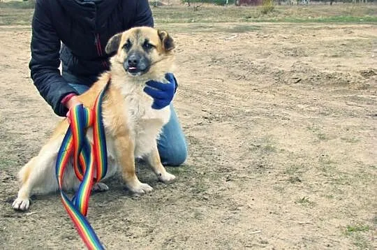 NIKOŚ :) Taki psiak, co uśmiechniętą mordkę ma :)