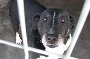 Gustaw - super pies do adopcji,  śląskie Katowice