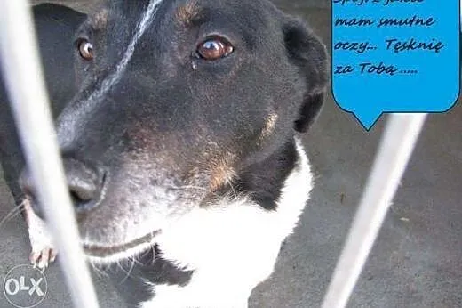 Gustaw - super pies do adopcji,  śląskie Katowice