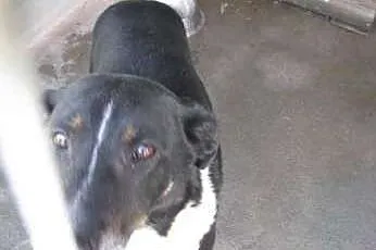 Gustaw - super pies do adopcji,  śląskie Katowice