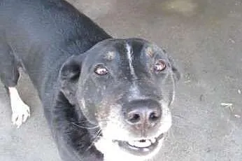 Gustaw - super pies do adopcji,  śląskie Katowice