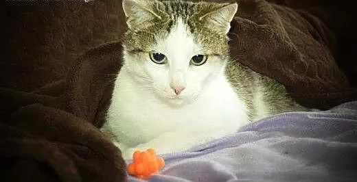 Grafka piękna kocica do adopcji, śląskie Gliwice