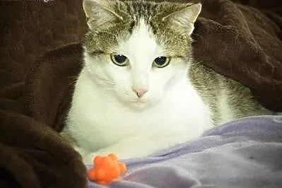 Grafka piękna kocica do adopcji,  śląskie Gliwice