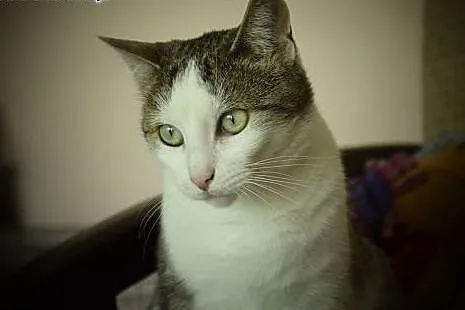 Grafka piękna kocica do adopcji,  śląskie Gliwice
