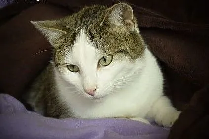 Grafka piękna kocica do adopcji,  śląskie Gliwice