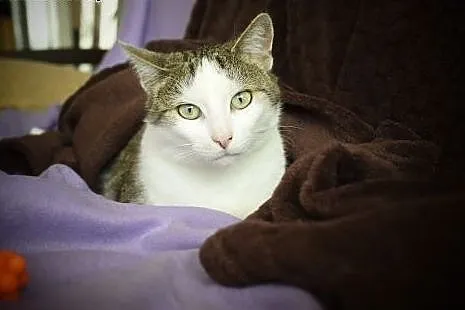 Grafka piękna kocica do adopcji,  śląskie Gliwice