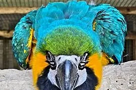 Ara ararauna 4-1  2025