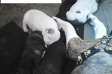 Szczeniaki rasy amstaff