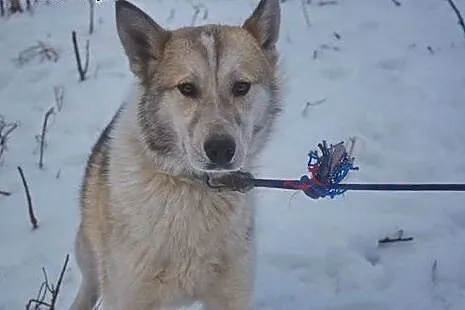 Freki - młody psiak w typie husky szuka kochającego domu,  mazowieckie Warszawa