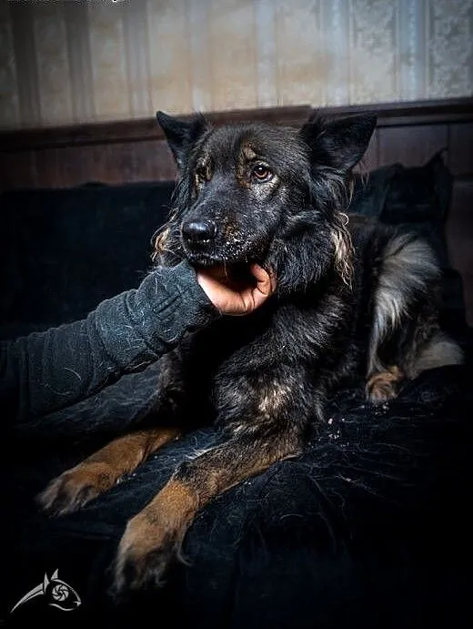 Miłka - urocza młoda sunia - do adopcji, mazowiec