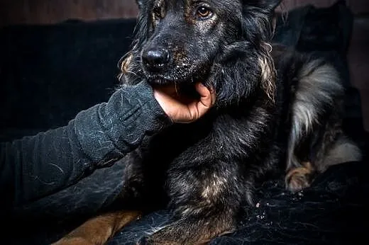 Miłka - urocza młoda sunia - do adopcji, mazowieckie Warszawa
