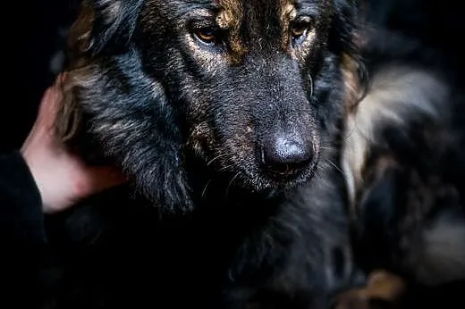 Miłka - urocza młoda sunia - do adopcji,  mazowiec