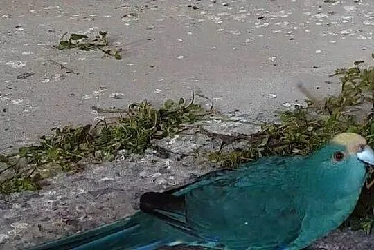 Modrolotka czerwonoczelna, papuga kozia, koza, Śląskie, Siewierz