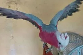Kakadu recznie karmione
