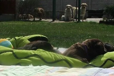 Labrador czekoladowe i czarne słodkie szczeniaczki