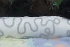 Labrador czekoladowe i czarne słodkie szczeniaczki