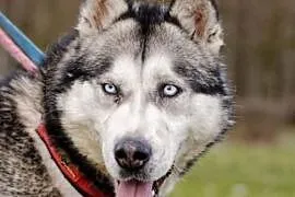 Migotka wesoła, psolubna, energiczna suczka siberian husky ADOPCJA, Kundelki cała Polska