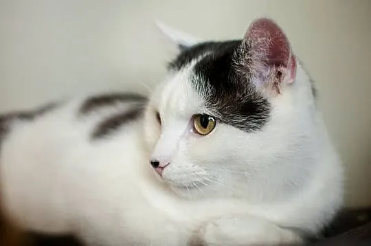 Kropek – koci przytulak pilnie szuka domu na zawsz