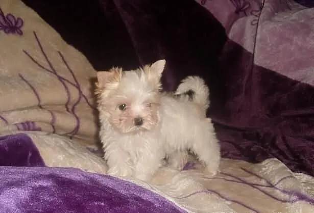 York Yorki Golddust Śliczna mini suczka PFK