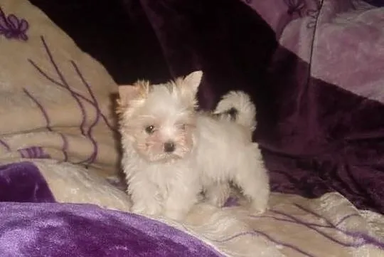 York Yorki Golddust Śliczna mini suczka PFK