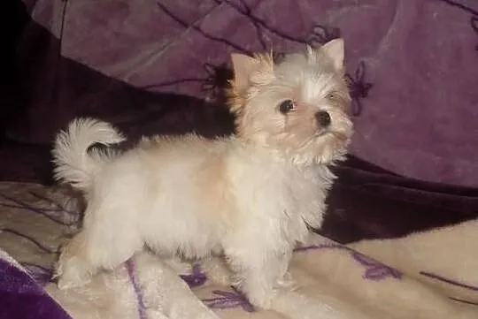 York Yorki Golddust Śliczna mini suczka PFK
